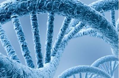 Genetic factors play a role in determining IQ Genetic factors play a role in determining IQ
